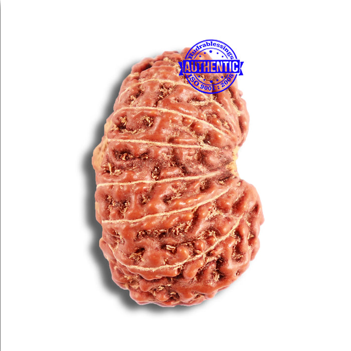 15 Mukhi Indonesian Rudraksha - Bead No. 257