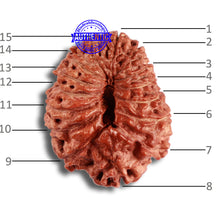 Load image into Gallery viewer, 15 Mukhi Indonesian Rudraksha - Bead No. 259
