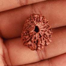 Load image into Gallery viewer, 15 Mukhi Indonesian Rudraksha - Bead No. 259

