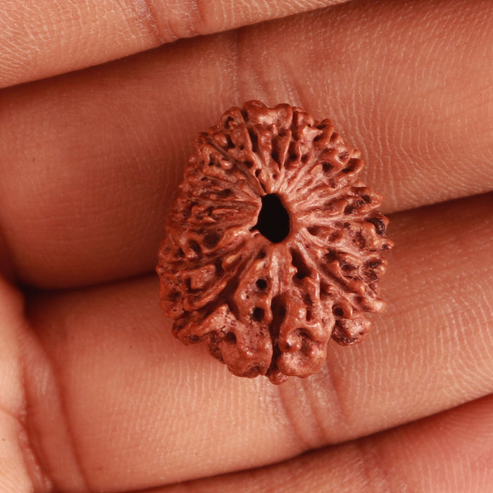 15 Mukhi Indonesian Rudraksha - Bead No. 259