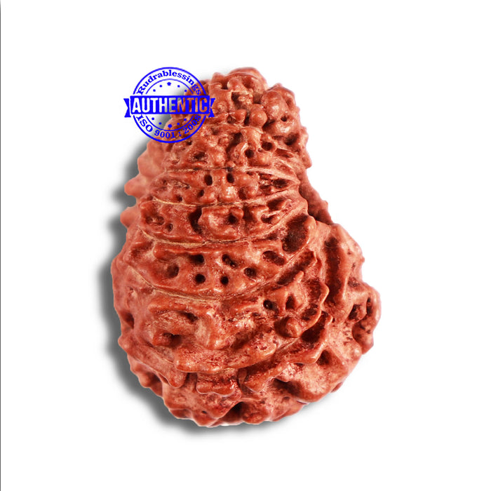 15 Mukhi Indonesian Rudraksha - Bead No. 259