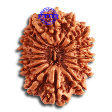 Load image into Gallery viewer, 15 Mukhi Rudraksha from Nepal - Bead No. 70
