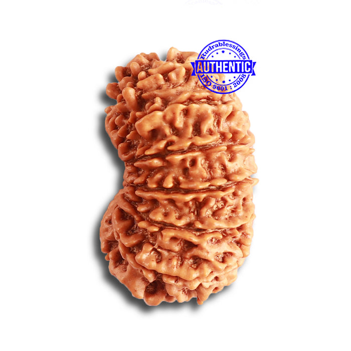 15 Mukhi Rudraksha from Nepal - Bead No. 70