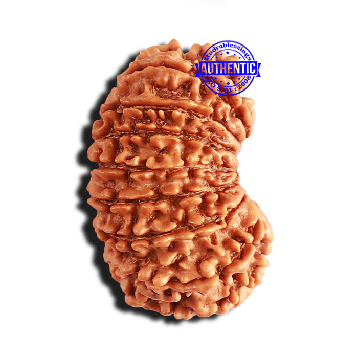 15 Mukhi Rudraksha from Nepal - Bead No. 70