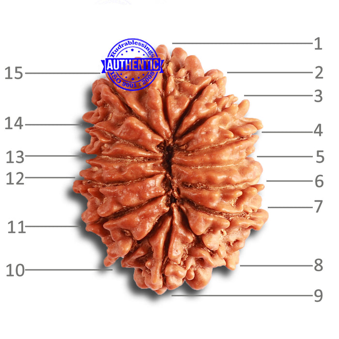 15 Mukhi Rudraksha from Nepal - Bead No. 71