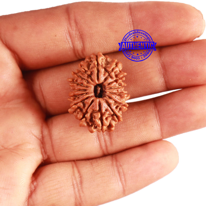 15 Mukhi Rudraksha from Nepal - Bead No. 71