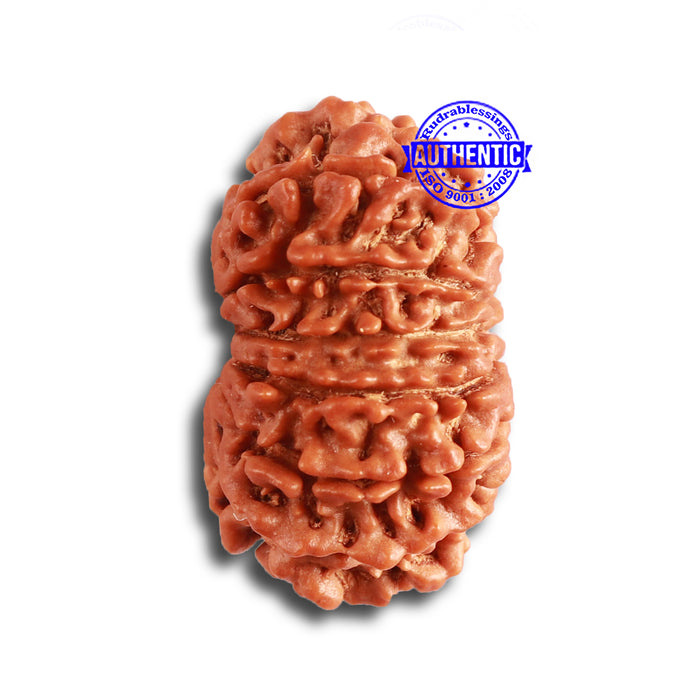 15 Mukhi Rudraksha from Nepal - Bead No. 71