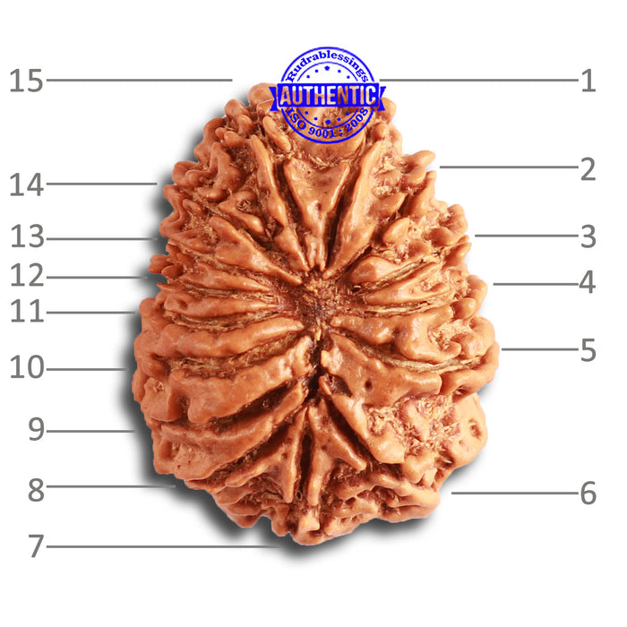 15 Mukhi Rudraksha from Nepal - Bead No. 72