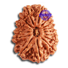 Load image into Gallery viewer, 15 Mukhi Rudraksha from Nepal - Bead No. 72
