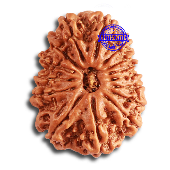 15 Mukhi Rudraksha from Nepal - Bead No. 72