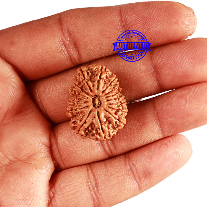 15 Mukhi Rudraksha from Nepal - Bead No. 72