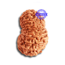 Load image into Gallery viewer, 15 Mukhi Rudraksha from Nepal - Bead No. 72
