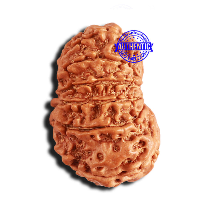 15 Mukhi Rudraksha from Nepal - Bead No. 72