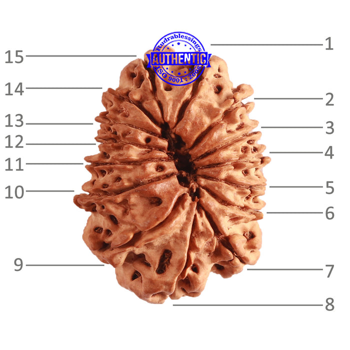 15 Mukhi Rudraksha from Nepal - Bead No. 73