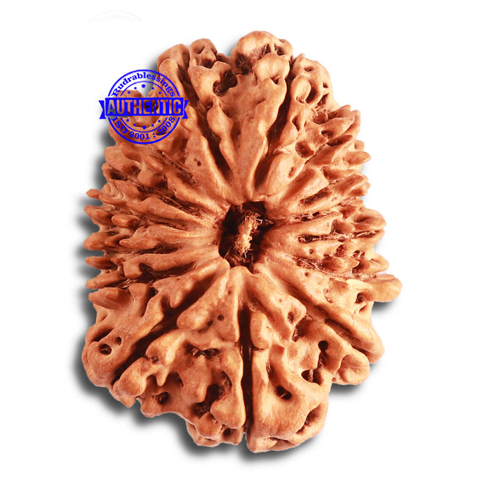 15 Mukhi Rudraksha from Nepal - Bead No. 73