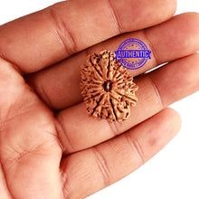 Load image into Gallery viewer, 15 Mukhi Rudraksha from Nepal - Bead No. 73
