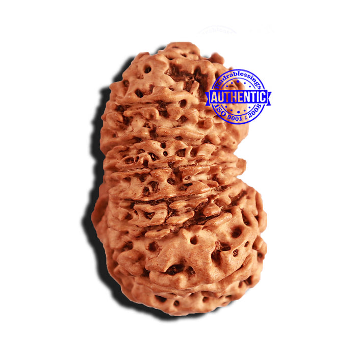 15 Mukhi Rudraksha from Nepal - Bead No. 73