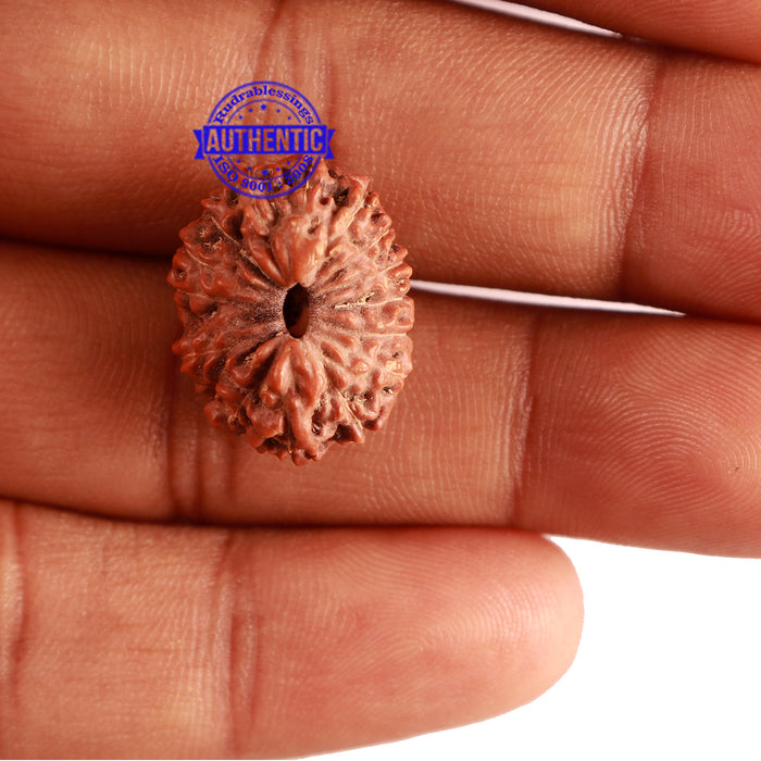 15 Mukhi Indonesian Rudraksha - Bead No. 117