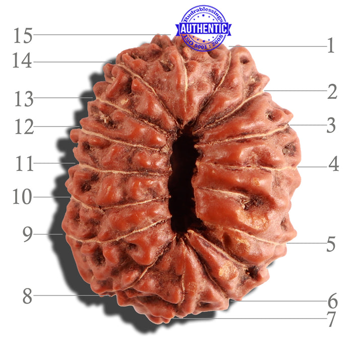 15 Mukhi Indonesian Rudraksha - Bead No. 117