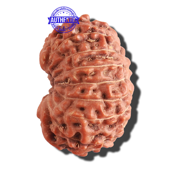 15 Mukhi Indonesian Rudraksha - Bead No. 117