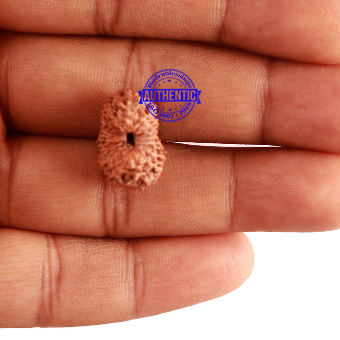 15 Mukhi Indonesian Rudraksha - Bead No. 128