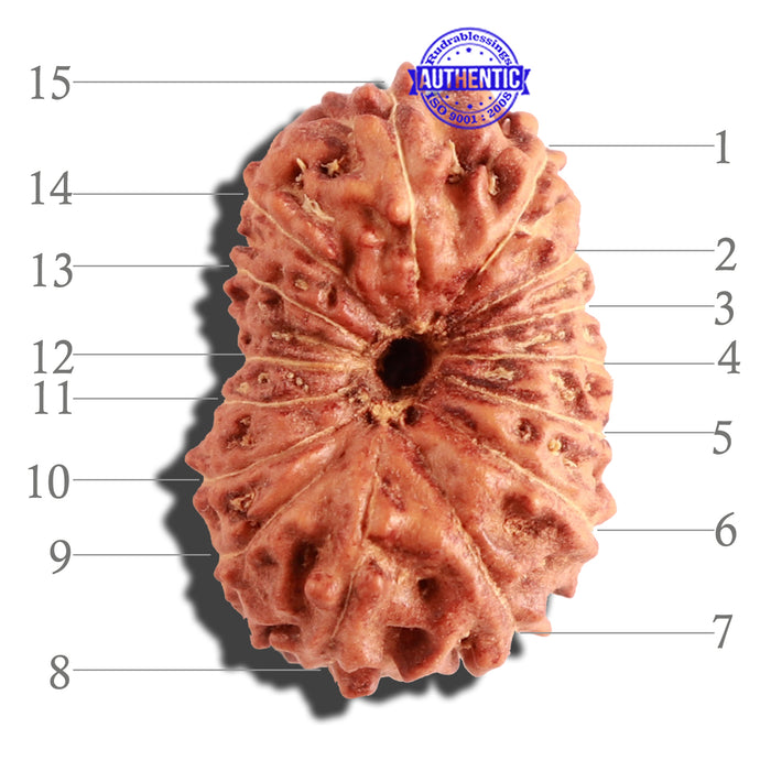 15 Mukhi Indonesian Rudraksha - Bead No. 128