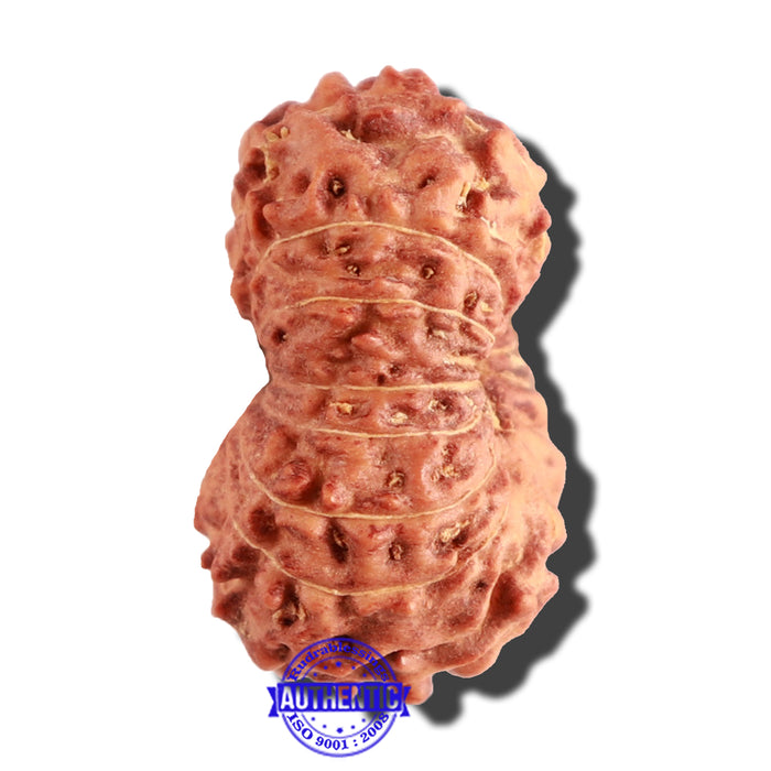 15 Mukhi Indonesian Rudraksha - Bead No. 128