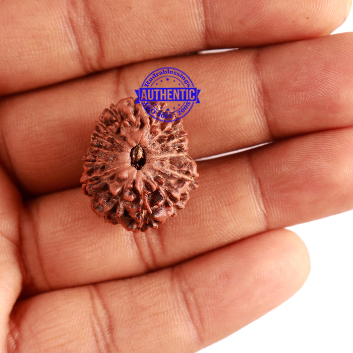 15 Mukhi Indonesian Rudraksha - Bead No. 134