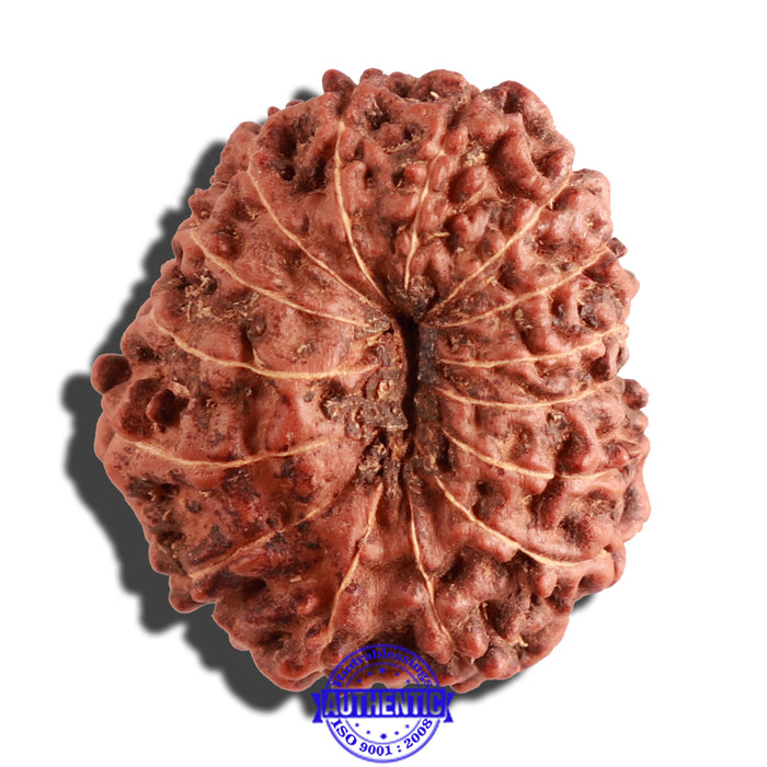15 Mukhi Indonesian Rudraksha - Bead No. 134