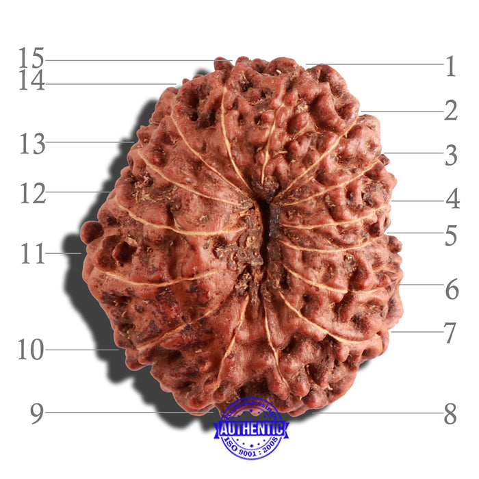 15 Mukhi Indonesian Rudraksha - Bead No. 134