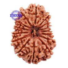 Load image into Gallery viewer, 15 Mukhi Rudraksha from Nepal - Bead No. 42
