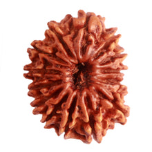 Load image into Gallery viewer, 15 Mukhi Rudraksha from Nepal - Bead No. 60
