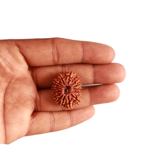 15 Mukhi Rudraksha from Nepal - Bead No. 60