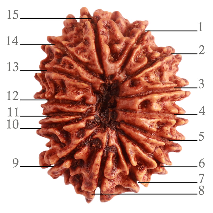 15 Mukhi Rudraksha from Nepal - Bead No. 60