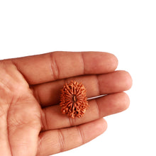 Load image into Gallery viewer, 15 Mukhi Rudraksha from Nepal - Bead No. 64
