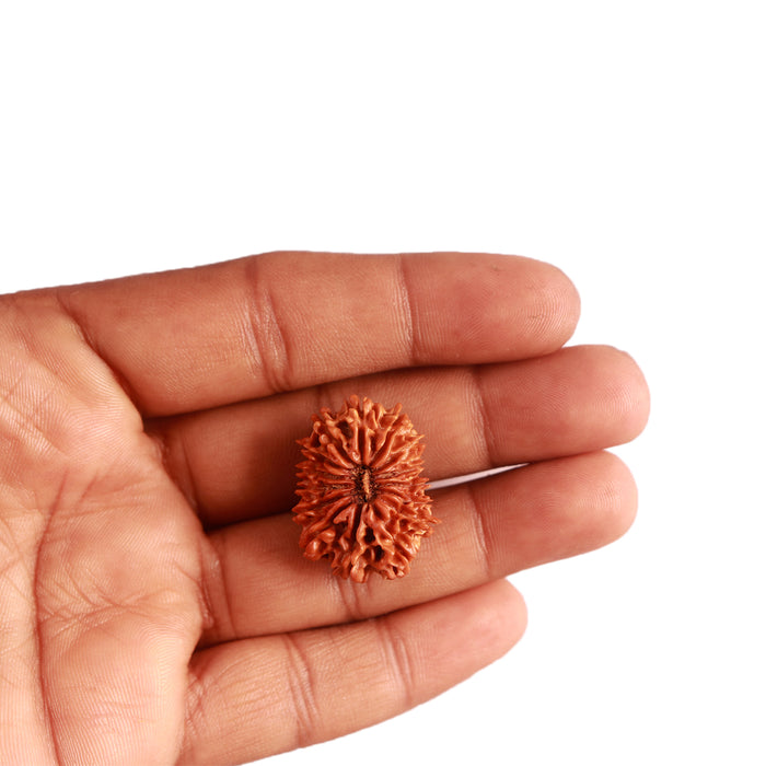 15 Mukhi Rudraksha from Nepal - Bead No. 64