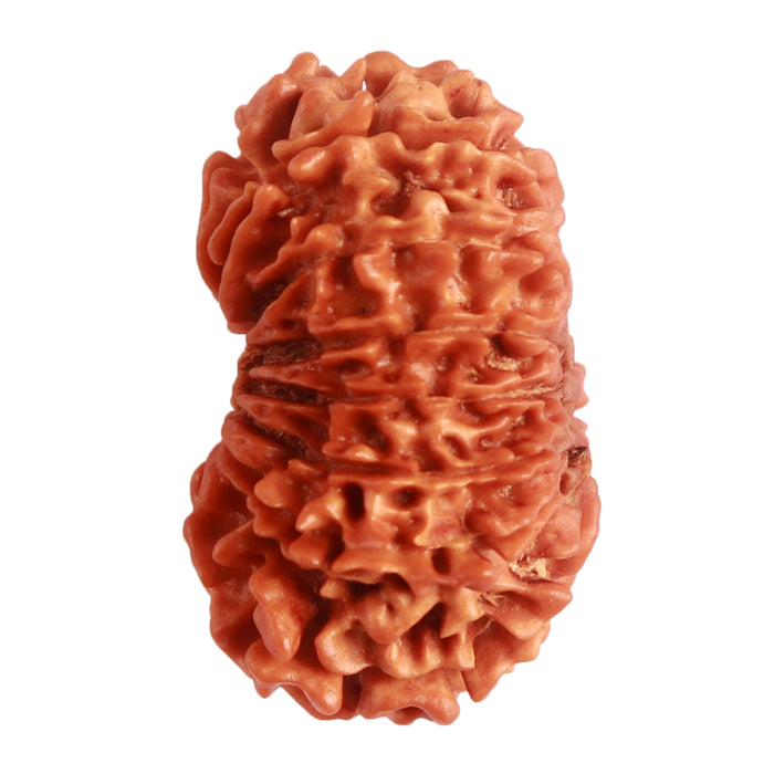 15 Mukhi Rudraksha from Nepal - Bead No. 64