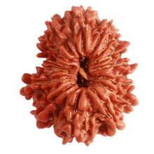 Load image into Gallery viewer, 15 Mukhi Rudraksha from Nepal - Bead No. 65
