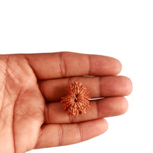 Load image into Gallery viewer, 15 Mukhi Rudraksha from Nepal - Bead No. 65
