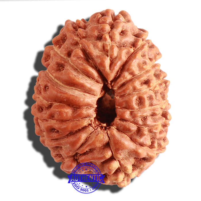 15 Mukhi Indonesian Rudraksha - Bead No. 75