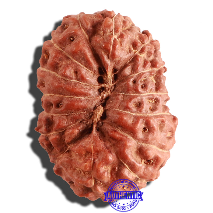 15 Mukhi Indonesian Rudraksha - Bead No. 77