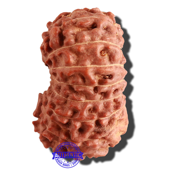 15 Mukhi Indonesian Rudraksha - Bead No. 77