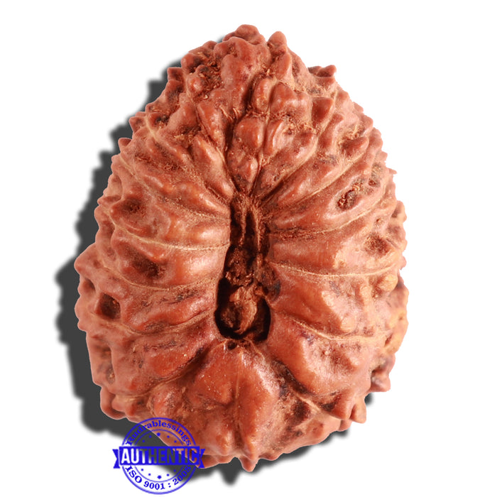 15 Mukhi Indonesian Rudraksha - Bead No. 78