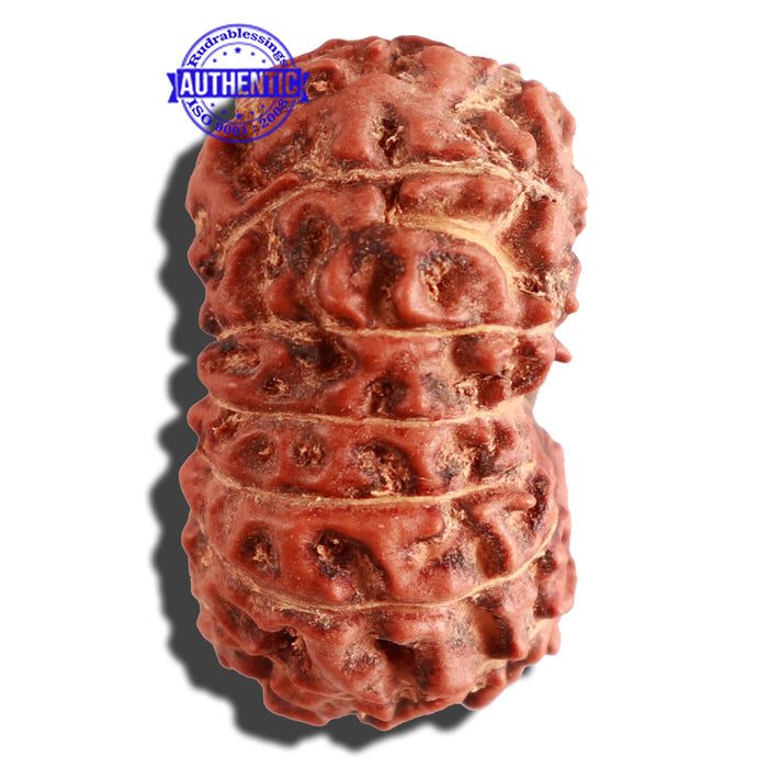15 Mukhi Indonesian Rudraksha - Bead No. 82
