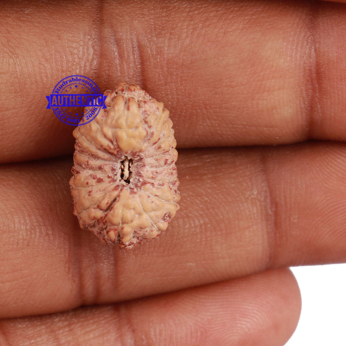 15 Mukhi Indonesian Rudraksha - Bead No. 195