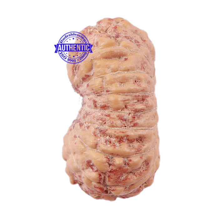 15 Mukhi Indonesian Rudraksha - Bead No. 195