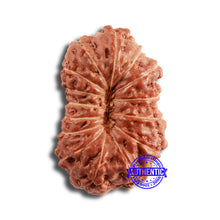 Load image into Gallery viewer, 15 Mukhi Indonesian Rudraksha - Bead No. 244
