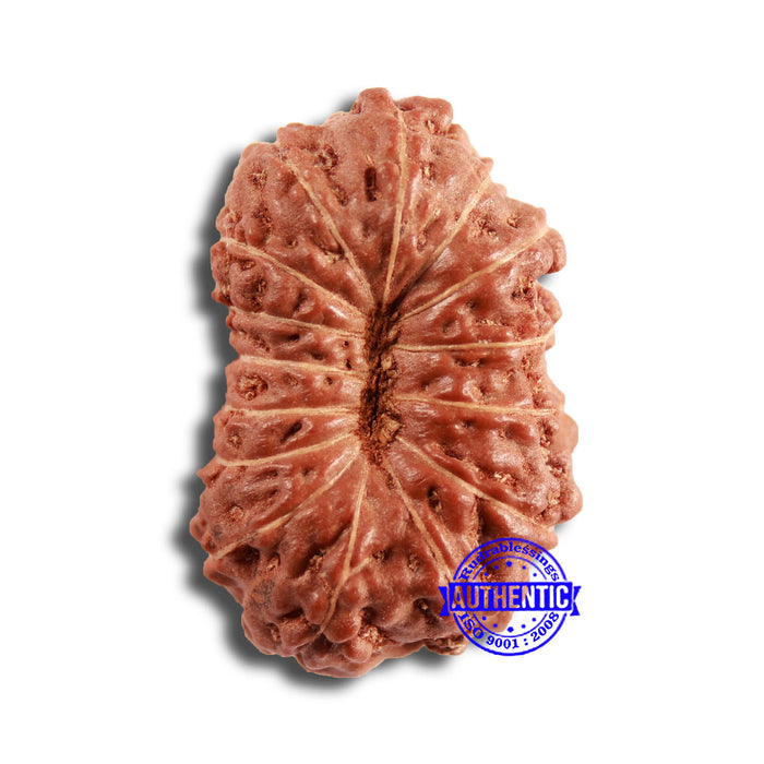 15 Mukhi Indonesian Rudraksha - Bead No. 244