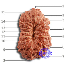 Load image into Gallery viewer, 15 Mukhi Indonesian Rudraksha - Bead No. 244
