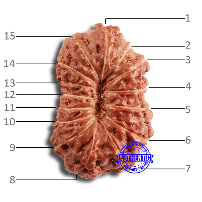 15 Mukhi Indonesian Rudraksha - Bead No. 244